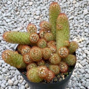 Alternative view of Xương Rồng Mắc Áo