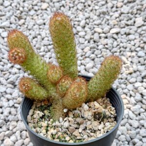 Xương Rồng Mắc Áo