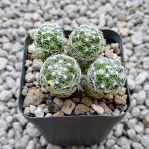 Xương Rồng Trứng Cút