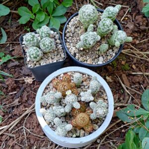 Alternative view of Xương Rồng Trứng Cút