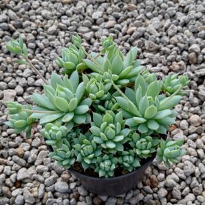 Alternative view of Sen Dù